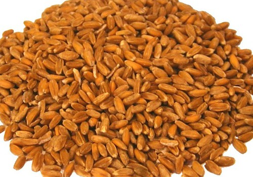 barley