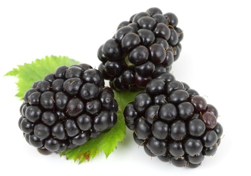 blackberry