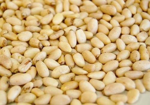 pinenuts